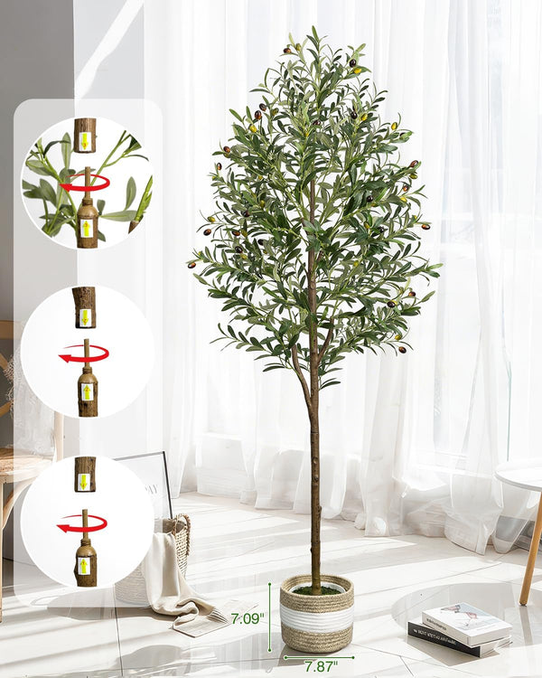 Elegant Indoor Olive Tree Decor